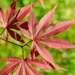 Acer palmatum 'Atropurpureum', Japanese Maple 'Atropurpureum', Acer palmatum 'Blood Leaf', Tree with fall color, Fall color, Attractive bark Tree, purple leaves, Purple Acer, Purple Japanese Maple, Purple Maple,