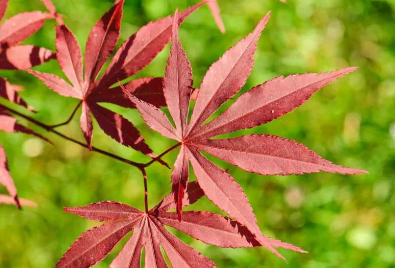 Acer palmatum 'Atropurpureum', Japanese Maple 'Atropurpureum', Acer palmatum 'Blood Leaf', Tree with fall color, Fall color, Attractive bark Tree, purple leaves, Purple Acer, Purple Japanese Maple, Purple Maple,