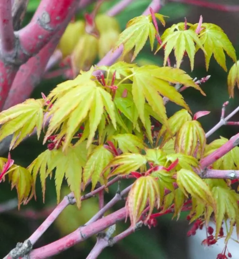 Acer palmatum 'Beni-Kawa', Coral Bark Maple, Japanese Maple 'Beni-Kawa', Tree with fall color, Fall color, Attractive bark Tree, Peeling Bark, Red Bark