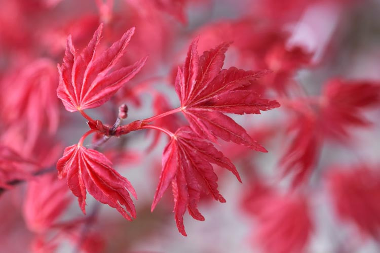 Acer palmatum 'Beni-Maiko', Japanese Maple Beni-Maiko, Tree with fall color, Fall color, Attractive bark Tree, red leaves, Red Acer, Red Japanese Maple, Red Maple