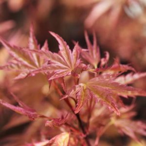 Acer palmatum 'Beni-tsukasa', Japanese Maple 'Beni-tsukasa', Tree with fall color, Fall color, Orange leaves, Orange Acer, Orange Japanese Maple, Yellow leaves, Yellow Acer, Yellow Japanese Maple