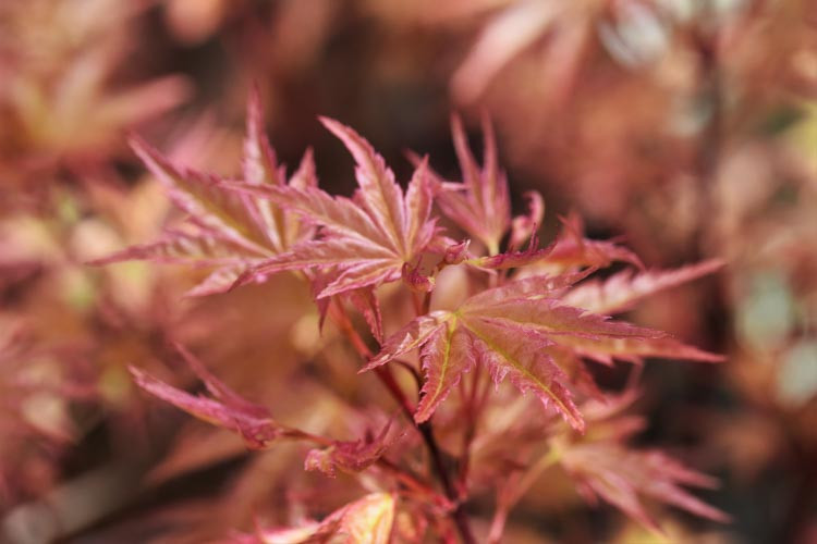 Acer palmatum 'Beni-tsukasa', Japanese Maple 'Beni-tsukasa', Tree with fall color, Fall color, Orange leaves, Orange Acer, Orange Japanese Maple, Yellow leaves, Yellow Acer, Yellow Japanese Maple