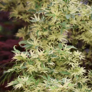 Acer palmatum 'Butterfly', Japanese Maple Butterfly, Tree with fall color, Fall color, Attractive bark Tree, Variegated Japanese Maple, Variegated Acer, Variegated leaves, Variegate Maple