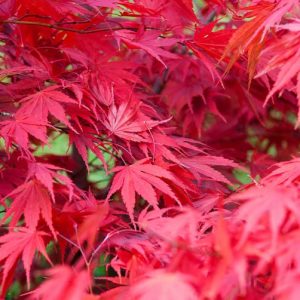 Acer palmatum 'Chitose-Yama', Japanese Maple 'Chitose-Yama', Acer palmatum 'Chitoseyama Red', Japanese Maple 'Chitoseyama Red', Tree with fall color, Fall color, Attractive bark Tree, red leaves, Red Acer, Red Japanese Maple, Red Maple
