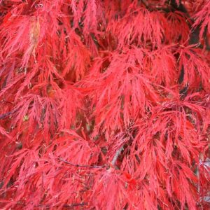 Acer palmatum 'Crimson Queen', Japanese Maple 'Crimson Queen', Acer palmatum var. dissectum 'Crimson Queen', Laceleaf Japanese Maple 'Crimson Queen', Cutleaf Japanese Maple 'Crimson Queen', Threadleaf Japanese Maple 'Crimson Queen', Tree with fall color, Fall color