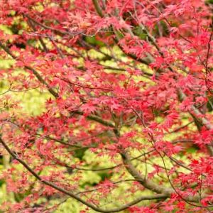 Acer palmatum 'Deshojo', Japanese Maple Deshojo', Tree with fall color, Fall color, Attractive bark Tree, red leaves, Red Acer, Red Japanese Maple, Red Maple