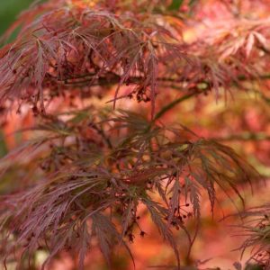 Acer palmatum 'Dissectum Atropurpureum', Japanese Maple Dissectum Atropurpureum, Japanese Maple 'Dissectum Atropurpureum', Laceleaf Japanese Maple, Cutleaf Japanese Maple, Threadleaf Japanese Maple, Acer palmatum var. dissectum Dissectum Tree with fall color, Fall color, Attractive bark Tree, purple leaves, Purple Acer, Purple Japanese Maple, Purple Maple,