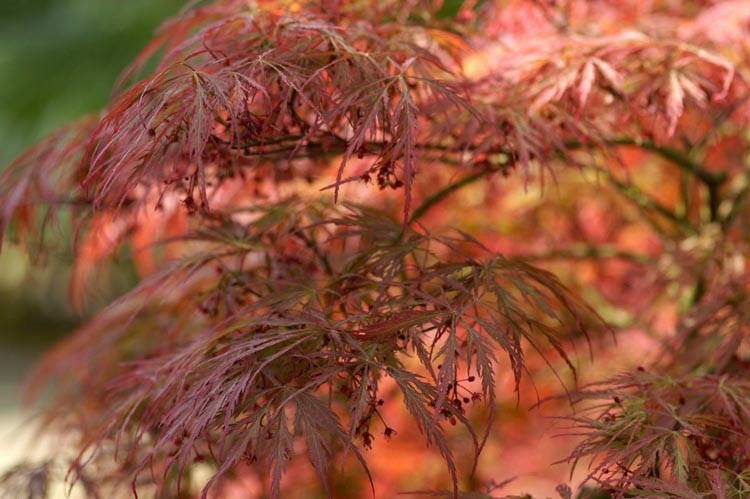 Acer palmatum 'Dissectum Atropurpureum', Japanese Maple Dissectum Atropurpureum, Japanese Maple 'Dissectum Atropurpureum', Laceleaf Japanese Maple, Cutleaf Japanese Maple, Threadleaf Japanese Maple, Acer palmatum var. dissectum Dissectum Tree with fall color, Fall color, Attractive bark Tree, purple leaves, Purple Acer, Purple Japanese Maple, Purple Maple,