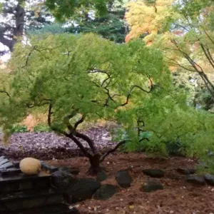 Acer palmatum Dissectum Viride Group, Japanese Maple 'Viridis', Laceleaf Japanese Maple 'Viridis', Cutleaf Japanese Maple 'Viridis', Threadleaf Japanese Maple 'Viridis', Acer palmatum 'Dissectum Viridis', Acer palmatum var. dissectum 'Viridis', Acer 'Viridis', Fall Color, Japanese Maple