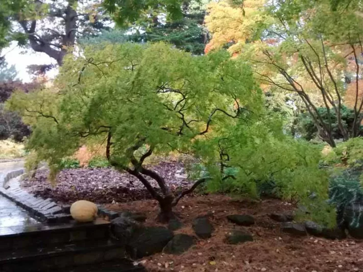 Acer palmatum Dissectum Viride Group, Japanese Maple 'Viridis', Laceleaf Japanese Maple 'Viridis', Cutleaf Japanese Maple 'Viridis', Threadleaf Japanese Maple 'Viridis', Acer palmatum 'Dissectum Viridis', Acer palmatum var. dissectum 'Viridis', Acer 'Viridis', Fall Color, Japanese Maple