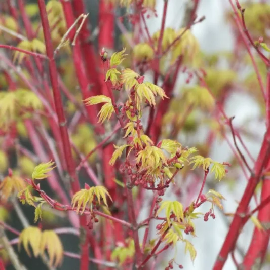 Acer palmatum 'Eddisbury', Coral Bark Maple Eddisbury, Japanese Maple 'Eddisbury', Tree with fall color, Fall color, Attractive bark Tree, Red Bark