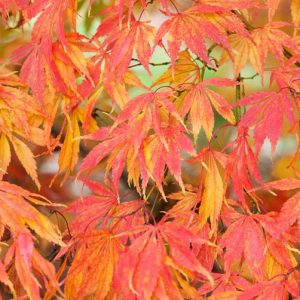 Acer palmatum 'Elegans',Japanese Maple 'Elegans', Acer palmatum 'Heptalobum Elegans', Acer palmatum 'Septemlobum Elegans', Tree with fall color, Fall color, Attractive bark Tree, red leaves, Red Acer, Red Japanese Maple, Red Maple
