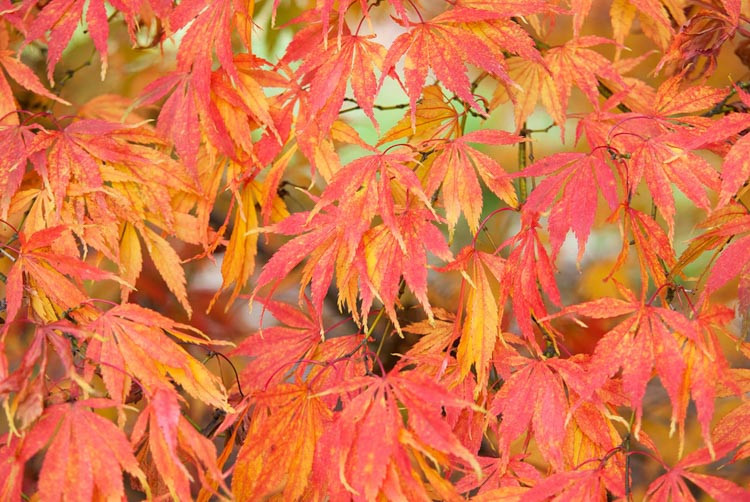 Acer palmatum 'Elegans',Japanese Maple 'Elegans', Acer palmatum 'Heptalobum Elegans', Acer palmatum 'Septemlobum Elegans', Tree with fall color, Fall color, Attractive bark Tree, red leaves, Red Acer, Red Japanese Maple, Red Maple
