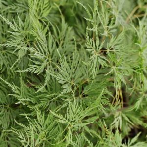 Acer palmatum 'Emerald Lace', Japanese Maple 'Emerald Lace', Laceleaf Japanese Maple 'Emerald Lace', Cutleaf Japanese Maple 'Emerald Lace', Threadleaf Japanese Maple 'Emerald Lace', Tree with fall color, Fall color,