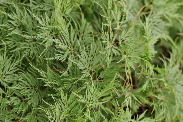 Acer palmatum 'Emerald Lace', Japanese Maple 'Emerald Lace', Laceleaf Japanese Maple 'Emerald Lace', Cutleaf Japanese Maple 'Emerald Lace', Threadleaf Japanese Maple 'Emerald Lace', Tree with fall color, Fall color,