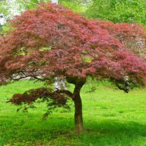 Acer palmatum 'Garnet', Japanese Maple 'Garnet', Acer palmatum 'Dissectum Garnet', Acer palmatum 'Garnet', Tree with fall color, Fall color, Attractive bark Tree, purple leaves, Purple Acer, Purple Japanese Maple, Purple Maple
