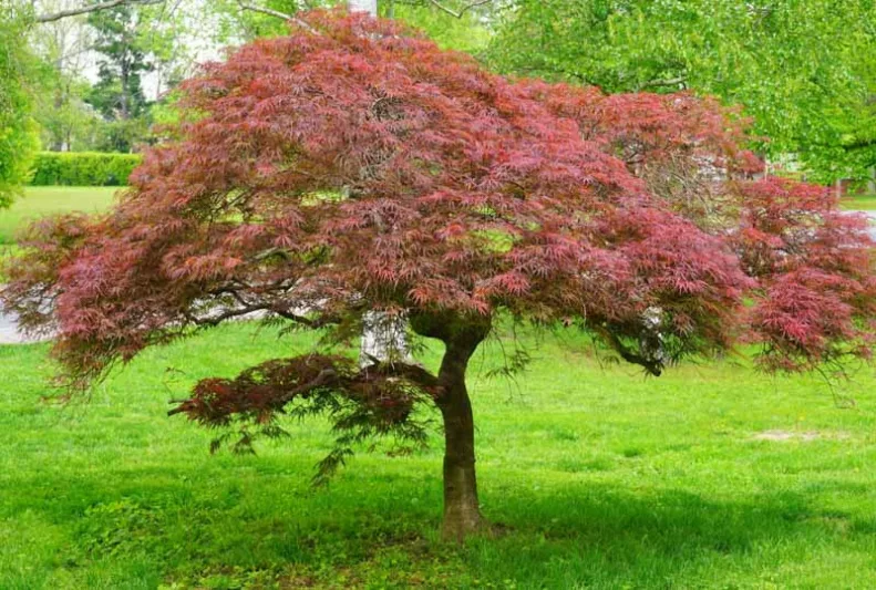 Acer palmatum 'Garnet', Japanese Maple 'Garnet', Acer palmatum 'Dissectum Garnet', Acer palmatum 'Garnet', Tree with fall color, Fall color, Attractive bark Tree, purple leaves, Purple Acer, Purple Japanese Maple, Purple Maple