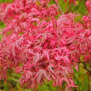 Acer palmatum 'Geisha Gone Wild', Japanese Maple Geisha Gone Wild, Tree with fall color, Fall color, Attractive bark Tree, Variegated Japanese Maple, Variegated Acer, Variegated leaves, Variegate Maple
