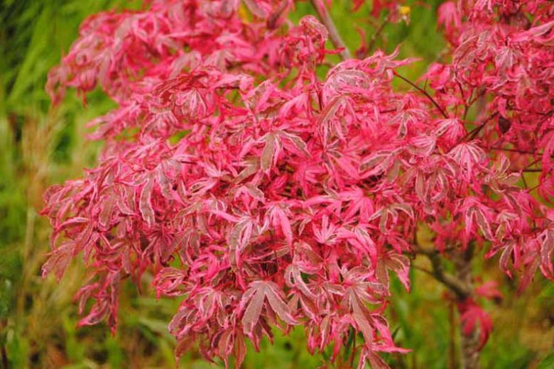 Acer palmatum 'Geisha Gone Wild', Japanese Maple Geisha Gone Wild, Tree with fall color, Fall color, Attractive bark Tree, Variegated Japanese Maple, Variegated Acer, Variegated leaves, Variegate Maple