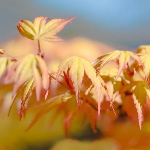 Acer palmatum 'Katsura', Japanese Maple 'Katsura', Tree with fall color, Fall color, Attractive bark Tree, Golden leaves, Golden Acer, Golden Japanese Maple