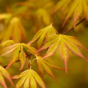 Acer palmatum 'Orange Dream', Japanese Maple 'Orange Dream', Tree with fall color, Fall color, Attractive bark Tree, Orange leaves, Orange Acer, Orange Japanese Maple