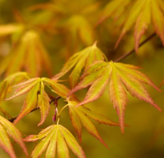 Acer palmatum 'Orange Dream', Japanese Maple 'Orange Dream', Tree with fall color, Fall color, Attractive bark Tree, Orange leaves, Orange Acer, Orange Japanese Maple