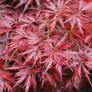 Acer palmatum 'Orangeola', Japanese Maple 'Orangeola', Laceleaf Japanese Maple 'Orangeola', Cutleaf Japanese Maple 'Orangeola', Tree with fall color, Fall color, Red leaves, Red Acer, Red Japanese Maple, Red Maple