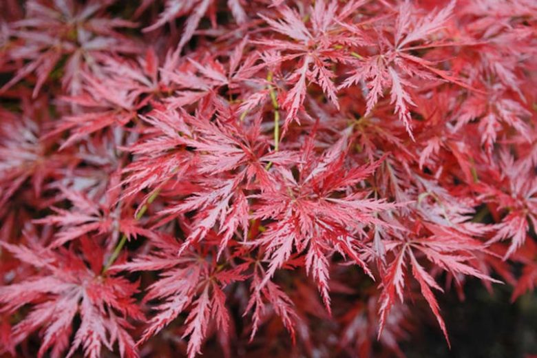 Acer palmatum 'Orangeola', Japanese Maple 'Orangeola', Laceleaf Japanese Maple 'Orangeola', Cutleaf Japanese Maple 'Orangeola', Tree with fall color, Fall color, Red leaves, Red Acer, Red Japanese Maple, Red Maple