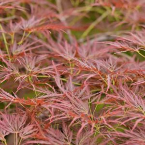 Acer palmatum 'Ornatum', Japanese Maple 'Ornatum', Laceleaf Japanese Maple 'Ornatum', Cutleaf Japanese Maple 'Ornatum', Threadleaf Japanese Maple 'Ornatum', Acer palmatum 'Dissectum Ornatum', Tree with fall color, Red Maple, Red Acer, Red Japanese Maple