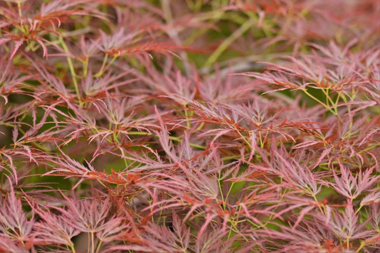 Acer palmatum 'Ornatum', Japanese Maple 'Ornatum', Laceleaf Japanese Maple 'Ornatum', Cutleaf Japanese Maple 'Ornatum', Threadleaf Japanese Maple 'Ornatum', Acer palmatum 'Dissectum Ornatum', Tree with fall color, Red Maple, Red Acer, Red Japanese Maple