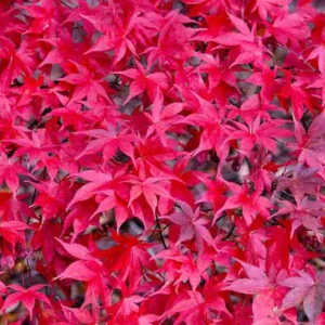 Acer palmatum 'Osakazuki', Japanese Maple 'Osakazuki', Acer palmatum (Elegans Group) 'Osakazuki', Acer palmatum (Heptalobum Group) 'Osakazuki', Acer palmatum 'Taihai', Tree with fall color, Fall color, Attractive bark Tree, Red leaves, Red Acer, Red Japanese Maple, Red Maple