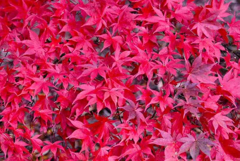 Acer palmatum 'Osakazuki', Japanese Maple 'Osakazuki', Acer palmatum (Elegans Group) 'Osakazuki', Acer palmatum (Heptalobum Group) 'Osakazuki', Acer palmatum 'Taihai', Tree with fall color, Fall color, Attractive bark Tree, Red leaves, Red Acer, Red Japanese Maple, Red Maple