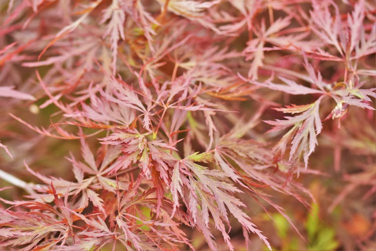 Acer palmatum 'Red Dragon',Japanese Maple 'Red Dragon', Laceleaf Japanese Maple 'Red Dragon', Cutleaf Japanese Maple 'Red Dragon', Threadleaf Japanese Maple 'Red Dragon', Acer palmatum var. dissectum Red Dragon, Red Japanese maple, Red Acer