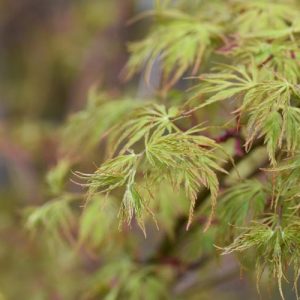 Acer palmatum 'Seiryu', Japanese Maple 'Seiryu', Acer palmatum var. dissectum 'Seiryu', Acer palmatum 'Seiryû', Laceleaf Japanese Maple 'Seiryu', Cutleaf Japanese Maple 'Seiryu', Threadleaf Japanese Maple 'Seiryu', Tree with fall color, Fall color, Gold leaves, Gold Acer, Gold Japanese Maple