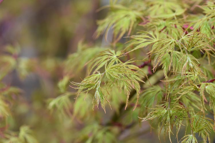 Acer palmatum 'Seiryu', Japanese Maple 'Seiryu', Acer palmatum var. dissectum 'Seiryu', Acer palmatum 'Seiryû', Laceleaf Japanese Maple 'Seiryu', Cutleaf Japanese Maple 'Seiryu', Threadleaf Japanese Maple 'Seiryu', Tree with fall color, Fall color, Gold leaves, Gold Acer, Gold Japanese Maple