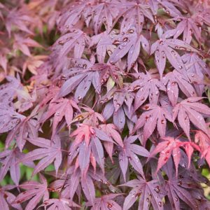 Acer palmatum 'Shaina', Japanese Maple Shainai, Tree with fall color, Fall color, Attractive bark Tree, Red leaves, Red Acer, Red Japanese Maple, Red Maple