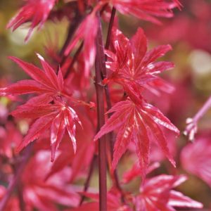 Acer palmatum 'Shin-Deshojo', Japanese Maple Shin-Deshojo, Japanese maple 'Shindeshojo', Tree with fall color, Fall color, Attractive bark Tree, red leaves, Red Acer, Red Japanese Maple, Red Maple