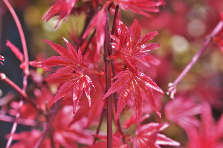 Acer palmatum 'Shin-Deshojo', Japanese Maple Shin-Deshojo, Japanese maple 'Shindeshojo', Tree with fall color, Fall color, Attractive bark Tree, red leaves, Red Acer, Red Japanese Maple, Red Maple