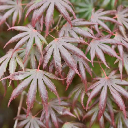 Acer palmatum 'Trompenburg', Japanese Maple Trompenburg, Tree with fall color, Fall color, Attractive bark Tree, purple leaves, Purple Acer, Purple Japanese Maple, Purple Maple