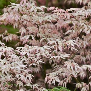 Acer palmatum 'Ukigumo', Japanese Maple Ukigumo, Floating Clouds Japanese Maple, Tree with fall color, Fall color, Attractive bark Tree, Variegated Japanese Maple, Variegated Acer, Variegated leaves, Variegated Maple
