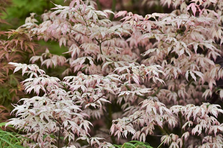 Acer palmatum 'Ukigumo', Japanese Maple Ukigumo, Floating Clouds Japanese Maple, Tree with fall color, Fall color, Attractive bark Tree, Variegated Japanese Maple, Variegated Acer, Variegated leaves, Variegated Maple