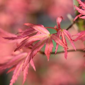 Acer palmatum 'Wilson's Pink Dwarf', Japanese Maple Wilson's Pink Dwarf, Tree with fall color, Fall color, Attractive bark Tree, Pink leaves, Pink Acer, Pink Japanese Maple, Pink Maple