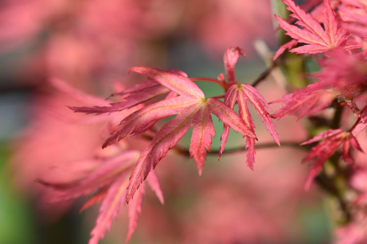 Acer palmatum 'Wilson's Pink Dwarf', Japanese Maple Wilson's Pink Dwarf, Tree with fall color, Fall color, Attractive bark Tree, Pink leaves, Pink Acer, Pink Japanese Maple, Pink Maple