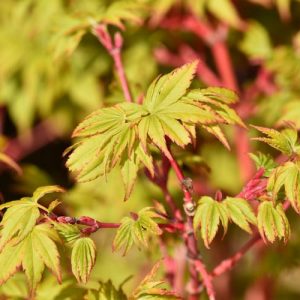 Acer palmatum 'Winter Flame', Coral Bark Maple, Japanese Maple 'Winter Flame', Tree with fall color, Fall color, Attractive bark Tree, Peeling Bark