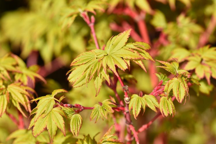 Acer palmatum 'Winter Flame', Coral Bark Maple, Japanese Maple 'Winter Flame', Tree with fall color, Fall color, Attractive bark Tree, Peeling Bark