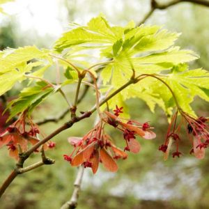 Acer shirasawanum 'Aureum', Golden Full Moon Maple, Full Moon Maple 'Aureum', Golden Shirasawa Maple, Acer japonicum 'Aureum', Acer japonicum var. aureum, Japanese Maples, Fall Color
