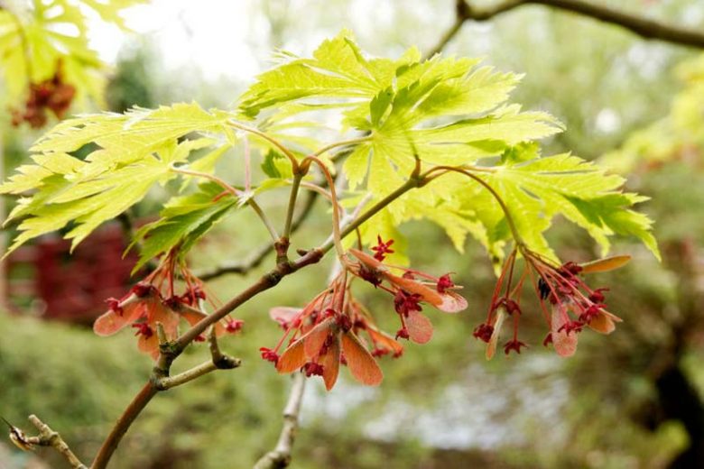 Acer shirasawanum 'Aureum', Golden Full Moon Maple, Full Moon Maple 'Aureum', Golden Shirasawa Maple, Acer japonicum 'Aureum', Acer japonicum var. aureum, Japanese Maples, Fall Color