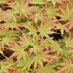 Acer shirasawanum 'Autumn Moon', Full Moon Maple 'Autumn Moon', Shirasawa Maple 'Autumn Moon', Acer palmatum 'Autumn Moon', Acer 'Autumn Moon', Japanese Maples, Fall Color
