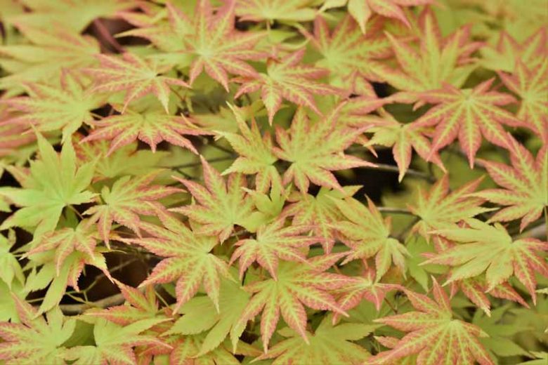 Acer shirasawanum 'Autumn Moon', Full Moon Maple 'Autumn Moon', Shirasawa Maple 'Autumn Moon', Acer palmatum 'Autumn Moon', Acer 'Autumn Moon', Japanese Maples, Fall Color