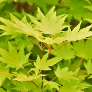 Acer shirasawanum 'Jordan', Full Moon Maple 'Jordan', Shirasawa Maple 'Jordan', Acer palmatum 'Jordan', Acer 'Jordan', Japanese Maples, Fall Color